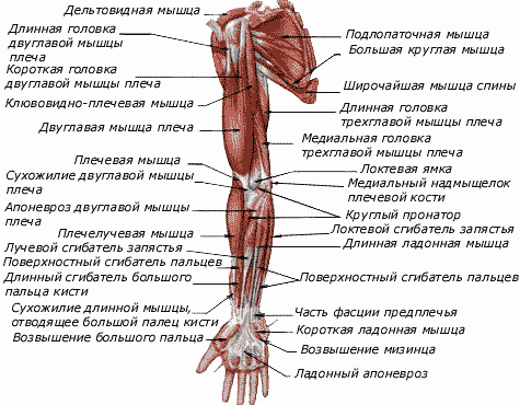 Мышцы и фасции верхней конечности, правой